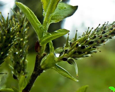 Salix aegyptiaca - بیدمشک